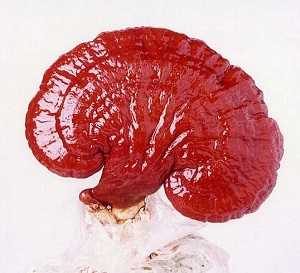 ganoderma gomba Sopron